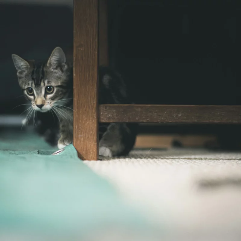 Life for Pets Inside Hoarded Homes